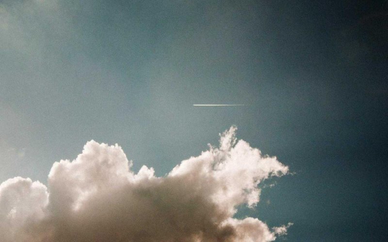رعاية بيطرية لحيوانات جريحة في دمشق