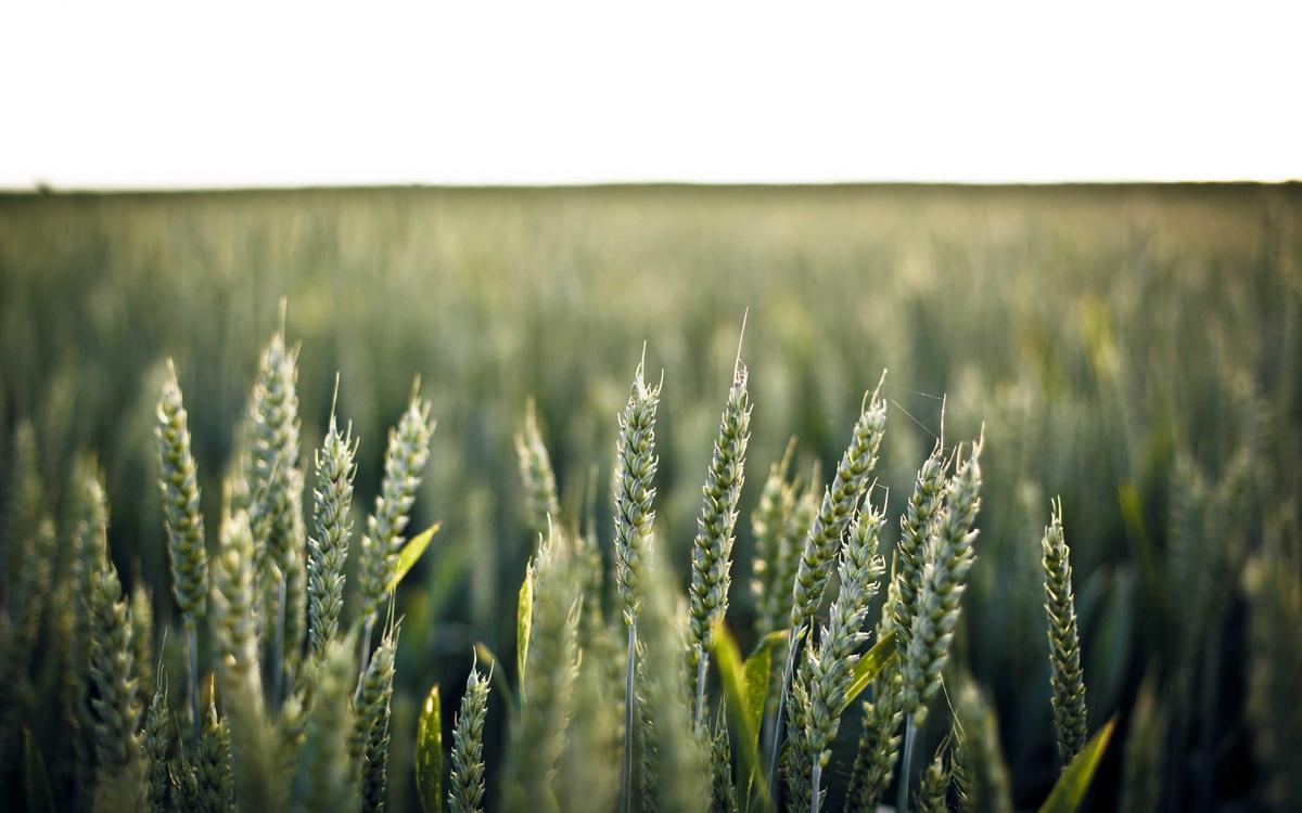 سماعات طبية لـفارس